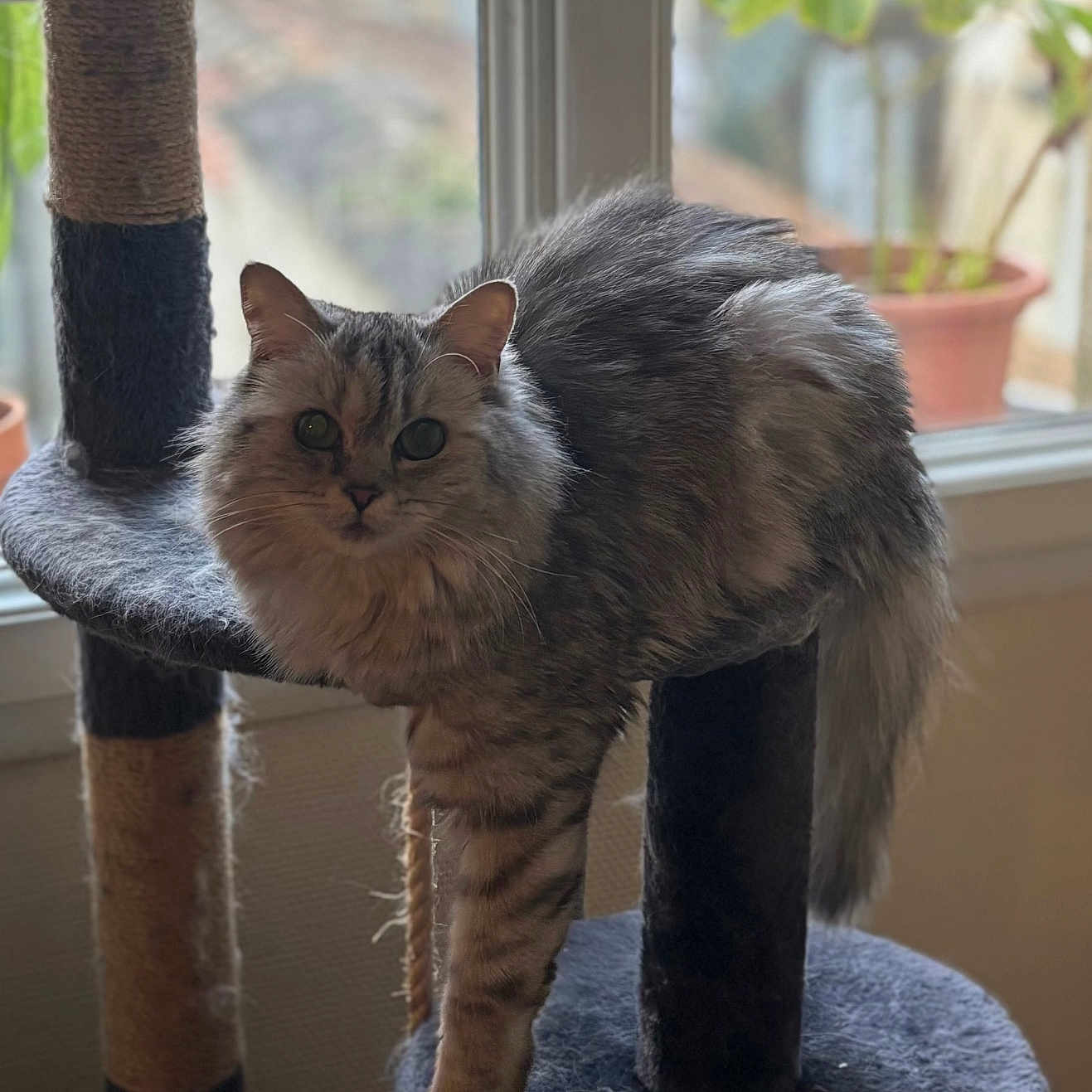 Ginette participe au concours pour gagner de l'argent avec cette photo : cat, fluffy, cat_tree, window, indoor, relaxed, pet, fur, potted_plant, natural_light, dangling_paw, cozy, animal, domestic, feline, resting, soft_light, home, background_blur, curious