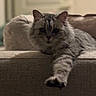 Ginette a rejoint le concours — aidez-le/la à gagner de superbes lots ! cat, fluffy, couch, indoor, pet, feline, stretching, paw, relaxed, fur, texture, home, cozy, animal, mammal, whiskers, ears, tabby, closeup, resting