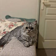 Ginette a rejoint le concours — aidez-le/la à gagner de superbes lots ! cat, gray_cat, fluffy_cat, indoor, couch, armrest, floral_blanket, door, furniture, pet, animal, portrait, relaxed, home, cozy, looking_at_camera, whiskers, ears, paws, long_hair