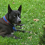 Ryder is registered to the contest to win money with this photo: dog, black_dog, blue_eyes, collar, grass, clover, flower, outdoor, animal, pet, nature, greenery, lying_down, canine, summer, field, leaf, close_up, playful, alert