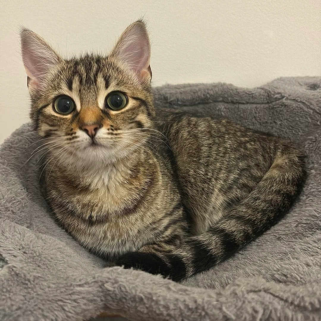 Whisky a rejoint le concours — aidez-le/la à gagner de superbes lots ! abyssinian, animal, blanket, cat, egyptiancat, kitten, manx, pet, quilt, towel