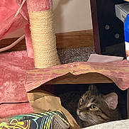 Hope joined the competition — help win amazing prizes! cat, tabby, paper_bag, scratching_post, pink, fabric, indoor, curious, pet, cozy, clutter, floor, wood_floor, carpet, animal, feline, home, playful, hiding, domestic