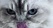 Talia participe au concours pour gagner de l'argent avec cette photo : adorable, animal, blue_eye, cat, close_up, cute, expression, face, feline, fluffy, fur, green_eye, heterochromia, indoor, mammal, pet, playful, portrait, tongue_out, whiskers