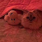 Talia participe au concours pour gagner de l'argent avec cette photo : cat, plush_toy, blanket, bed, red, cozy, soft_lighting, fur, cute, indoor, pet, snuggling, resting, fabric, comfort, animal, toy, relaxation, warm, sleepy