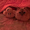 cat, plush_toy, blanket, bed, red, cozy, soft_lighting, fur, cute, indoor, pet, snuggling, resting, fabric, comfort, animal, toy, relaxation, warm, sleepy