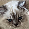 animal, beige_background, blue_eyes, cat, close_up, cute, domestic_cat, ears, face, feline, fluffy, fur, indoor, looking, mammal, pet, portrait, snapshot, soft_texture, whiskers