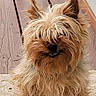 dog, small_dog, scruffy, fur, pet, canine, outdoor, porch, carpet, wooden_deck, fence, chain_link_fence, ears, standing, muzzle, cute, animal, companion, friendly, home