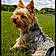 Roxy