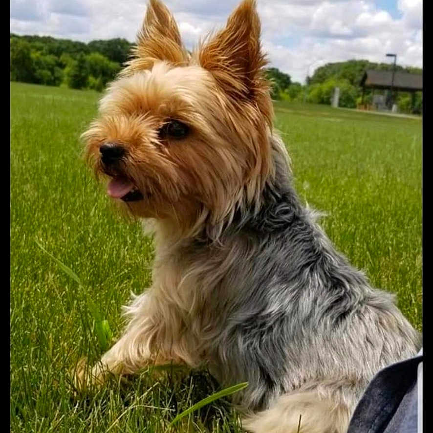 Roxy joined the competition — help win amazing prizes! dog, yorkshire_terrier, grass, outdoor, pet, animal, nature, sky, clouds, greenery, canine, fur, ears, tongue, relaxing, sunlight, daytime, field, park, small_dog