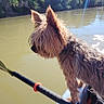 Roxy is registered to the contest to win money with this photo: dog, small_dog, kayak, paddle, river, water, outdoor, sunlight, reflection, nature, pet, animal, fur, curious, adventure, boat, calm_water, daytime, scenic, side_view