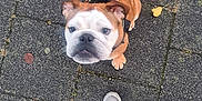 Wiggles is registered to the contest to win money with this photo: animal, brown, bulldog, canine, companion, curious, cute, dog, human, leash, looking_up, outdoor, pants, pavement, pet, shoes, sidewalk, sneakers, walking, white
