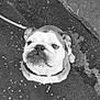 bulldog, dog, pet, leash, asphalt, black_and_white, canine, outdoor, closeup, looking_up, animal, face, ears, collar, fur, expression, street, companion, cute, portrait