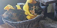 Fury is registered to the contest to win money with this photo: cat, calico_cat, costume, bee_costume, cat_tree, hammock, indoor, wooden_floor, furniture, pet, animal, cozy, relaxing, yellow, black, green_eyes, whiskers, home, light, clutter