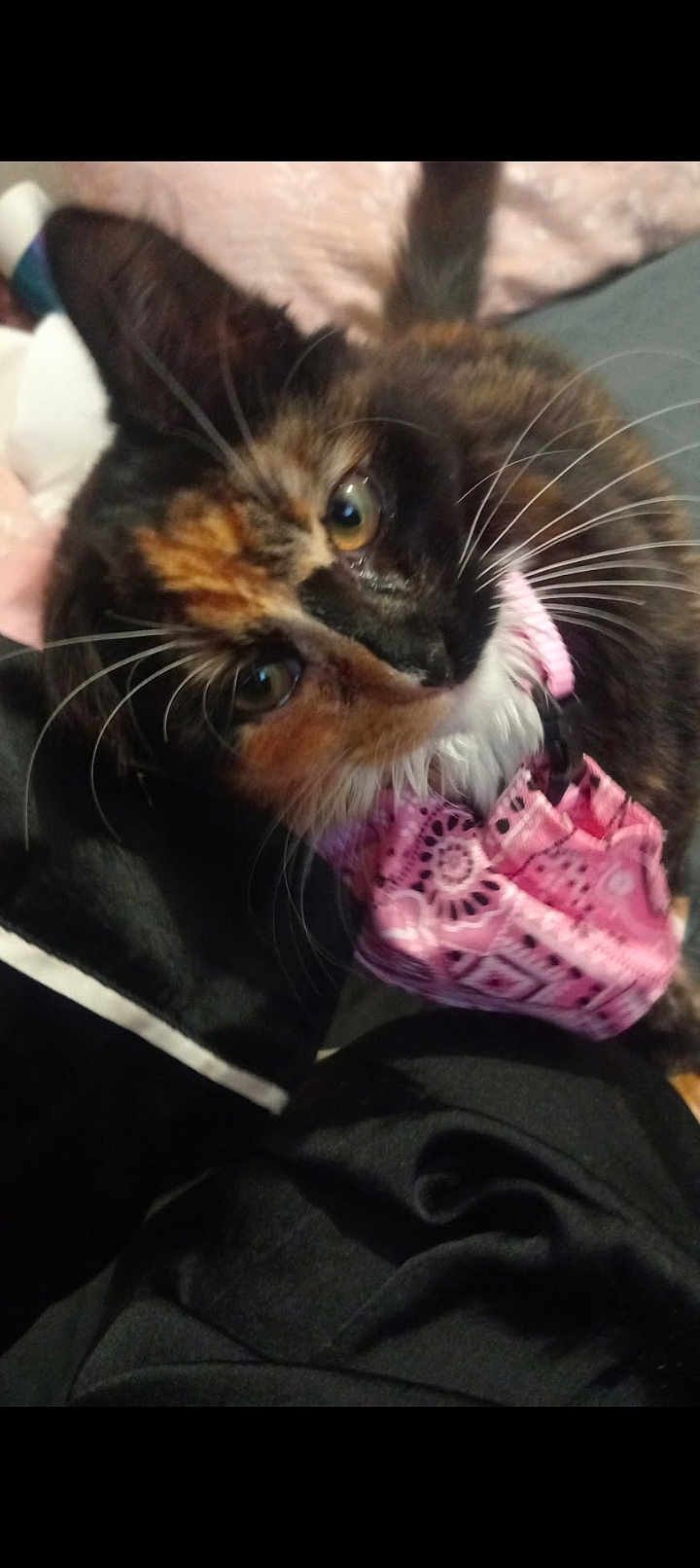 Fury joined the competition — help win amazing prizes! cat, tortoiseshell_cat, pet, animal, whiskers, bandana, pink, fur, close_up, head_tilt, curious, indoor, soft_texture, cozy, domestic_animal, cute, eyes, face, collar, feline