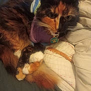 Fury joined the competition — help win amazing prizes! cat, calico_cat, pet, fur, paws, bed, quilt, blanket, purple_clothing, animal, domestic_animal, resting, cute, whiskers, tail, indoor, cozy, sleepy, feline, closeup