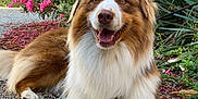 Tsuki participe au concours pour gagner de l'argent avec cette photo : dog, brown_and_white, fluffy, happy, outdoor, gravel, flowers, greenery, nature, pet, canine, smiling, fur, plant, leaves, sunlight, resting, animal, garden, portrait