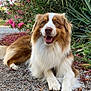dog, brown_and_white, fluffy, happy, outdoor, gravel, flowers, greenery, nature, pet, canine, smiling, fur, plant, leaves, sunlight, resting, animal, garden, portrait