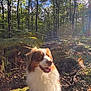 Tsuki participe au concours pour gagner de l'argent avec cette photo : dog, forest, sunlight, trees, ferns, outdoor, nature, animal, pet, happy, leash, walk, sunflare, daytime, brown, white, fur, canine, scenery, adventure