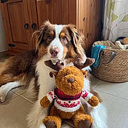 Tsuki a rejoint le concours — aidez-le/la à gagner de superbes lots ! dog, plush_toy, reindeer, stuffed_animal, floor, wooden_cabinet, basket, home_interior, curtains, tile_floor, pet, brown_and_white, toy, decor, cozy, animal, relaxed, indoor, cute, christmas_sweater