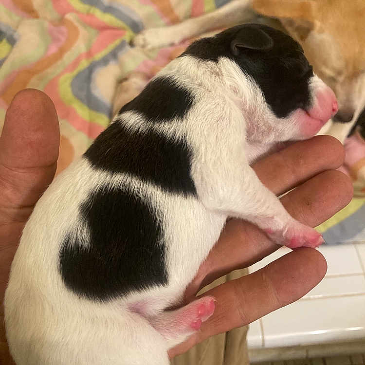 Peanut joined the competition — help win amazing prizes! animal, beagle, bodypart, bulldog, canine, chihuahua, dog, finger, frenchbulldog, hand, hound, indoors, interiordesign, labradorretriever, person, pet, pitbull, pointer, puppy, sleeping