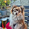 dog, fluffy, outdoor, beer, glass, potted_plant, stone_wall, wooden_bench, red_cushion, leash, pet, animal, cute, sitting, furry, drink, hand, table, daylight, relaxation