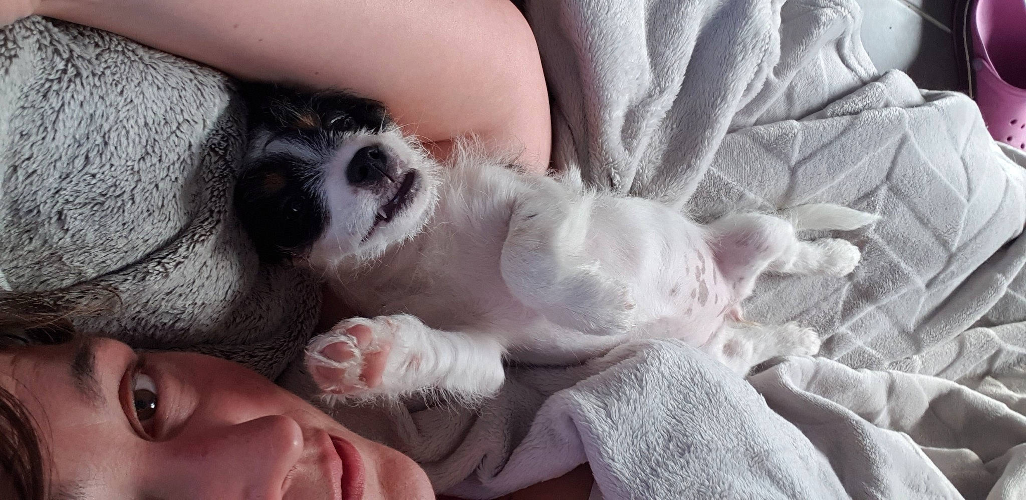 Ruby participe au concours pour gagner de l'argent avec cette photo : canidae, carnivore, companion_dog, dog, dog_breed, nap, non_sporting_group, puppy, puppy_love, snout