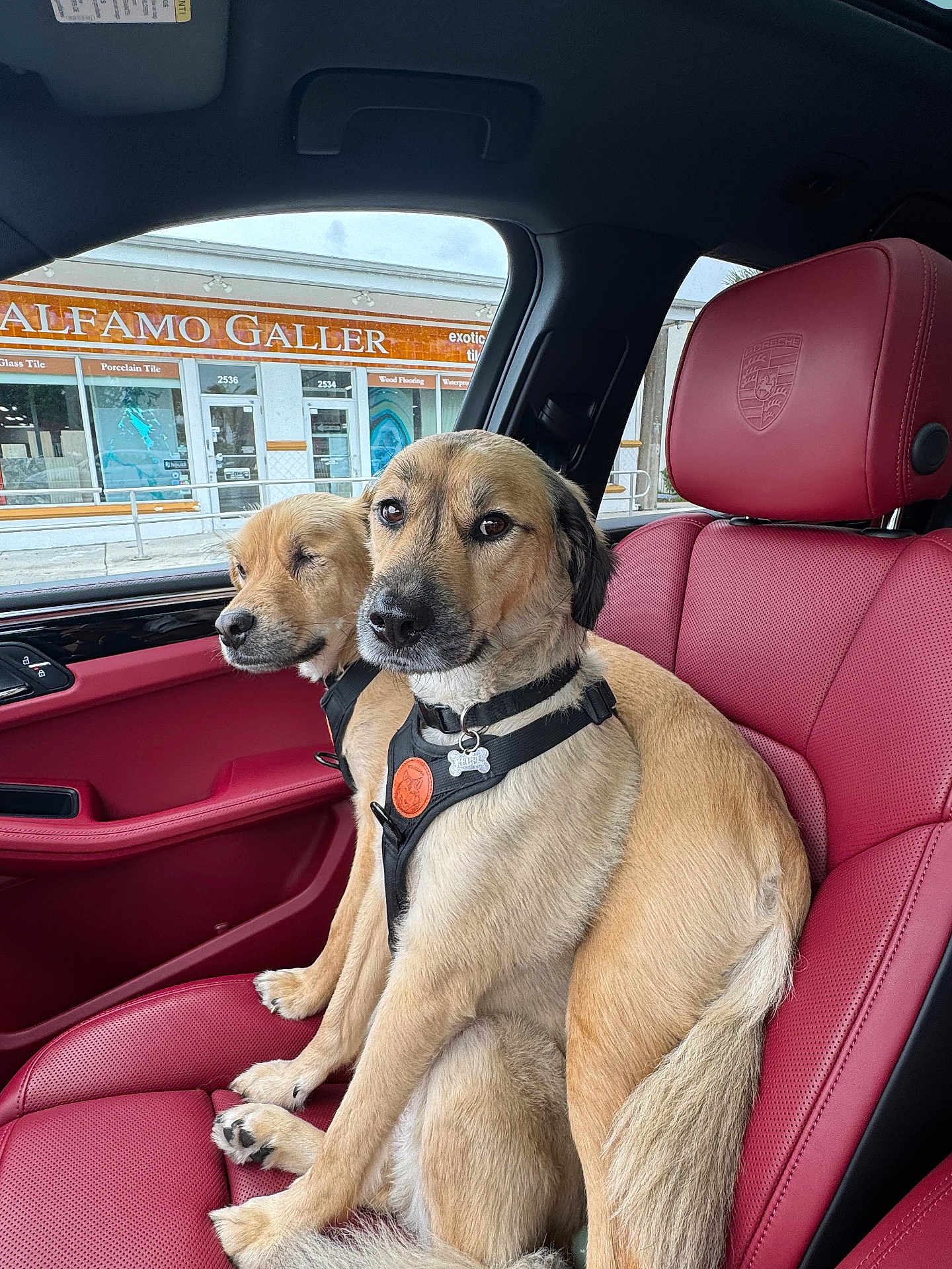 Rebel is registered to the contest to win money with this photo: dog, pet, animal, car_interior, red_leather_seat, window, collar, harness, two_dogs, sitting, looking, fur, canine, vehicle, travel, companion, front_seat, daylight, portrait, closeup