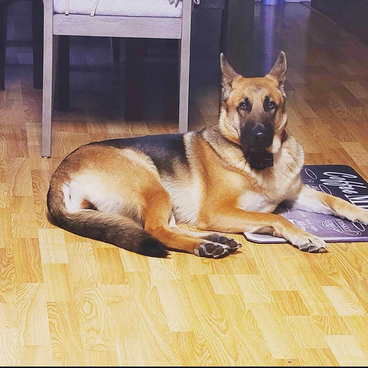 Baku joined the competition — help win amazing prizes! animal, black, brown, chair, companionship, dog, domestic, ears, floor, german_shepherd, indoor, looking, lying_down, mammal, mat, paw, pet, relaxed, tail, wooden_floor