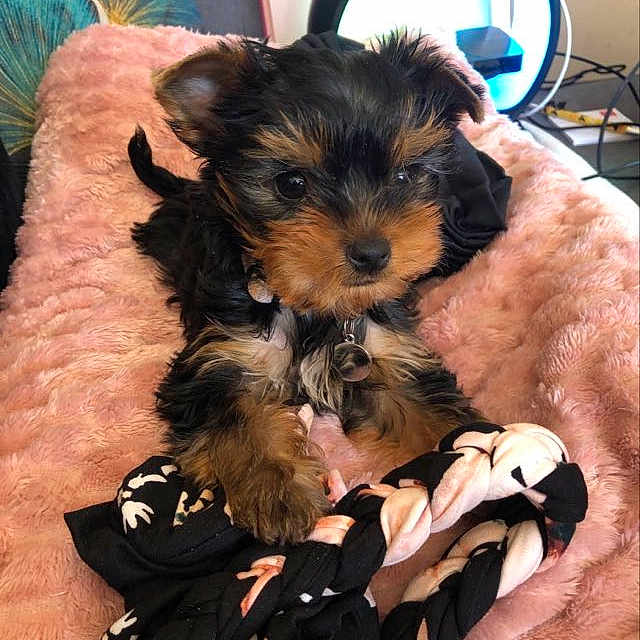 Aiko participe au concours pour gagner de l'argent avec cette photo : animal, baby, bed, bedroom, canine, couch, cushion, dog, face, furniture, head, homedecor, indoors, person, pet, photography, portrait, puppy, room, terrier