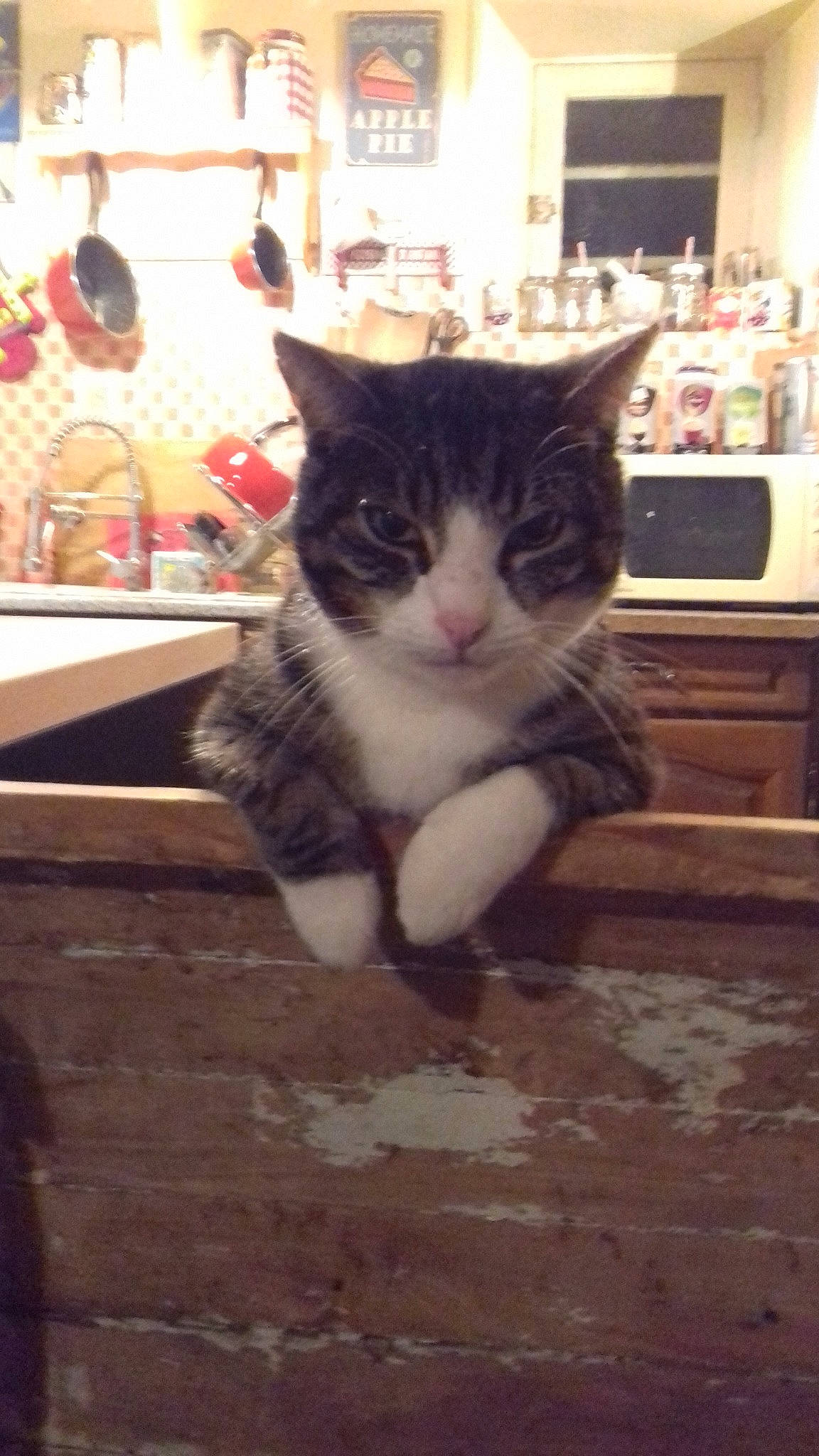 Einstein a rejoint le concours — aidez-le/la à gagner de superbes lots ! aegean_cat, american_shorthair, asian, carnivore, cat, domestic_short_haired_cat, european_shorthair, felidae, kitten, polydactyl_cat, small_to_medium_sized_cats, tabby_cat, whiskers