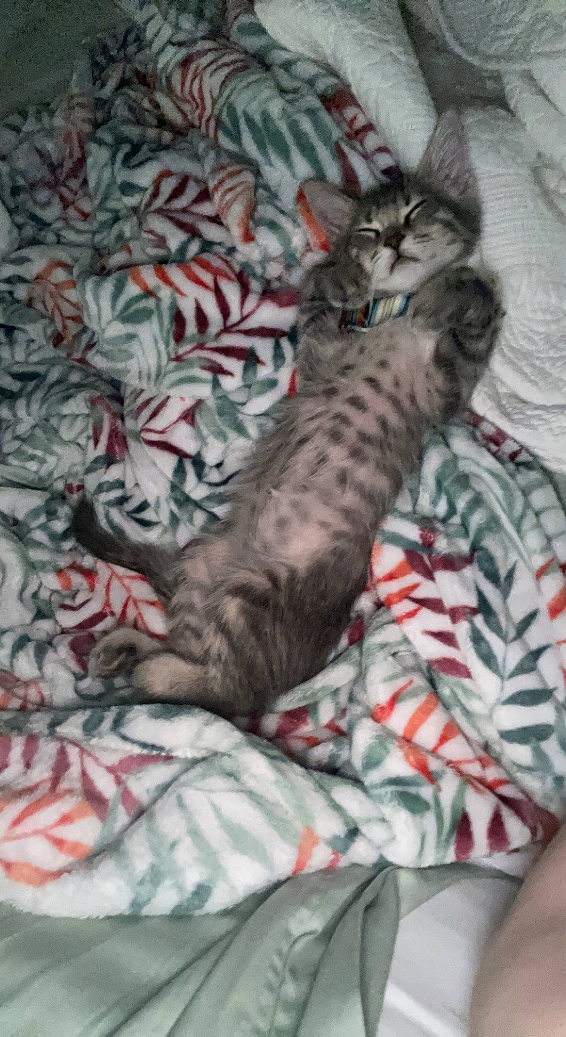 Probie is registered to the contest to win money with this photo: bed, bed_sheet, bedding, carnivore, cat, claw, comfort, domestic_short_haired_cat, felidae, fur, grey, linens, nap, pattern, paw, sleeve, small_to_medium_sized_cats, tail, textile, whiskers