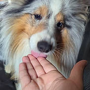 Flocon participe au concours pour gagner de l'argent avec cette photo : dog, hand, licking, fluffy, indoor, pet, fur, closeup, animal, friendship, affection, portrait, canine, companion, cute, domestic, mammal, face, interaction, love