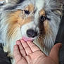 dog, hand, licking, fluffy, indoor, pet, fur, closeup, animal, friendship, affection, portrait, canine, companion, cute, domestic, mammal, face, interaction, love