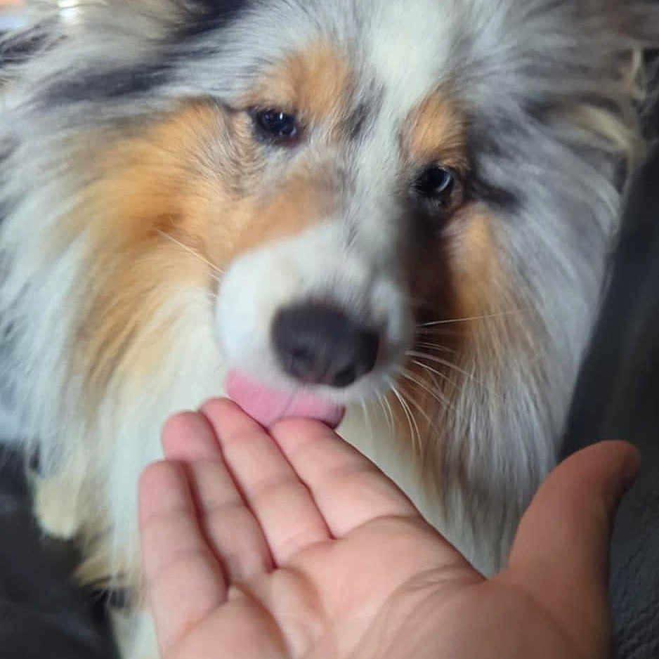 Flocon participe au concours pour gagner de l'argent avec cette photo : affection, animal, canine, closeup, companion, cute, dog, domestic, face, fluffy, friendship, fur, hand, indoor, interaction, licking, love, mammal, pet, portrait
