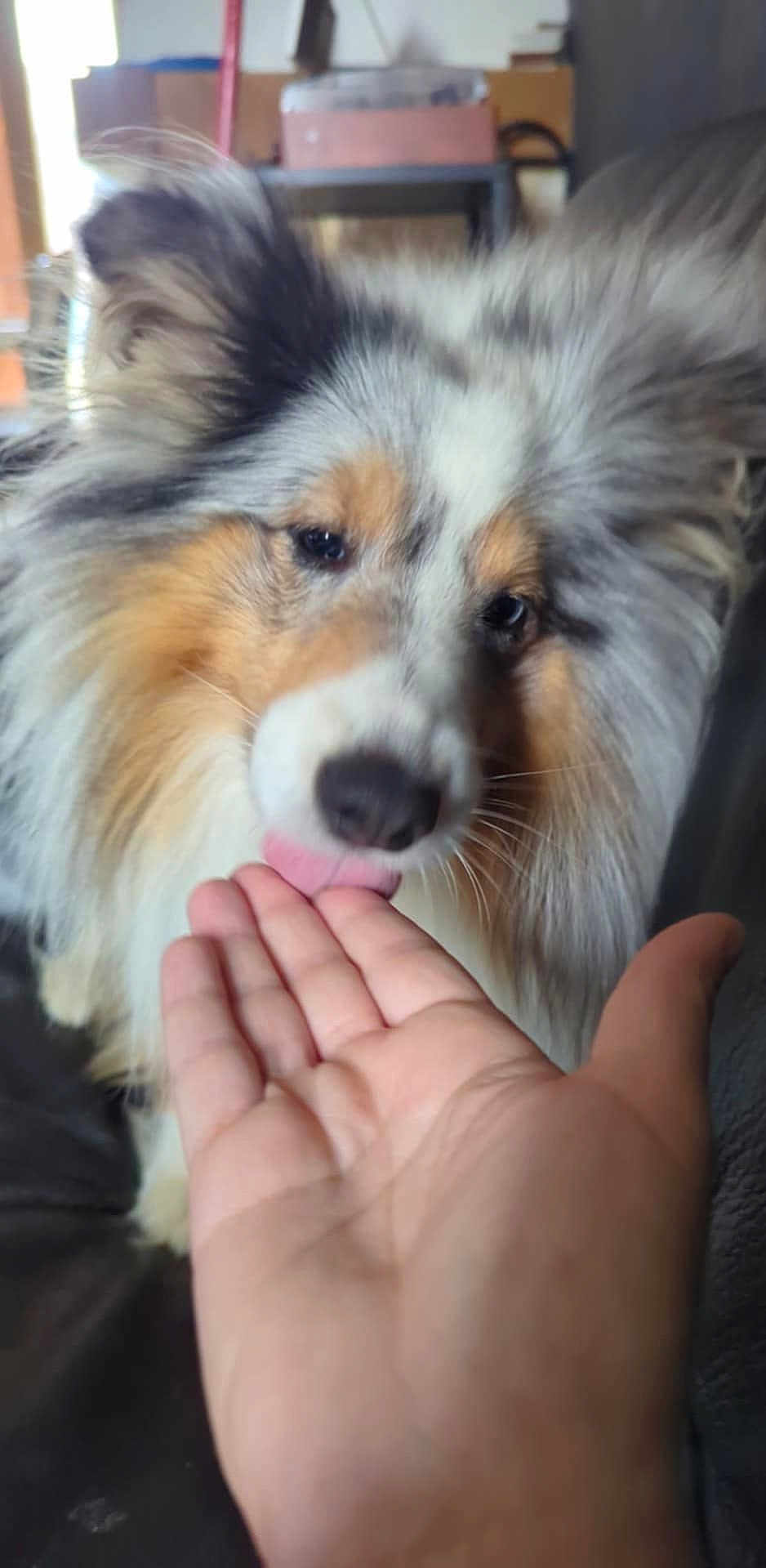 Flocon participe au concours pour gagner de l'argent avec cette photo : dog, hand, licking, fluffy, indoor, pet, fur, closeup, animal, friendship, affection, portrait, canine, companion, cute, domestic, mammal, face, interaction, love
