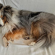 Flocon a rejoint le concours — aidez-le/la à gagner de superbes lots ! dog, shetland_sheepdog, sleeping, curled_up, fluffy, tricolor, pet, canine, resting, fur, indoor, couch, white, cozy, relaxed, paw, tail, animal, companion, home