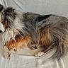 dog, shetland_sheepdog, sleeping, curled_up, fluffy, tricolor, pet, canine, resting, fur, indoor, couch, white, cozy, relaxed, paw, tail, animal, companion, home