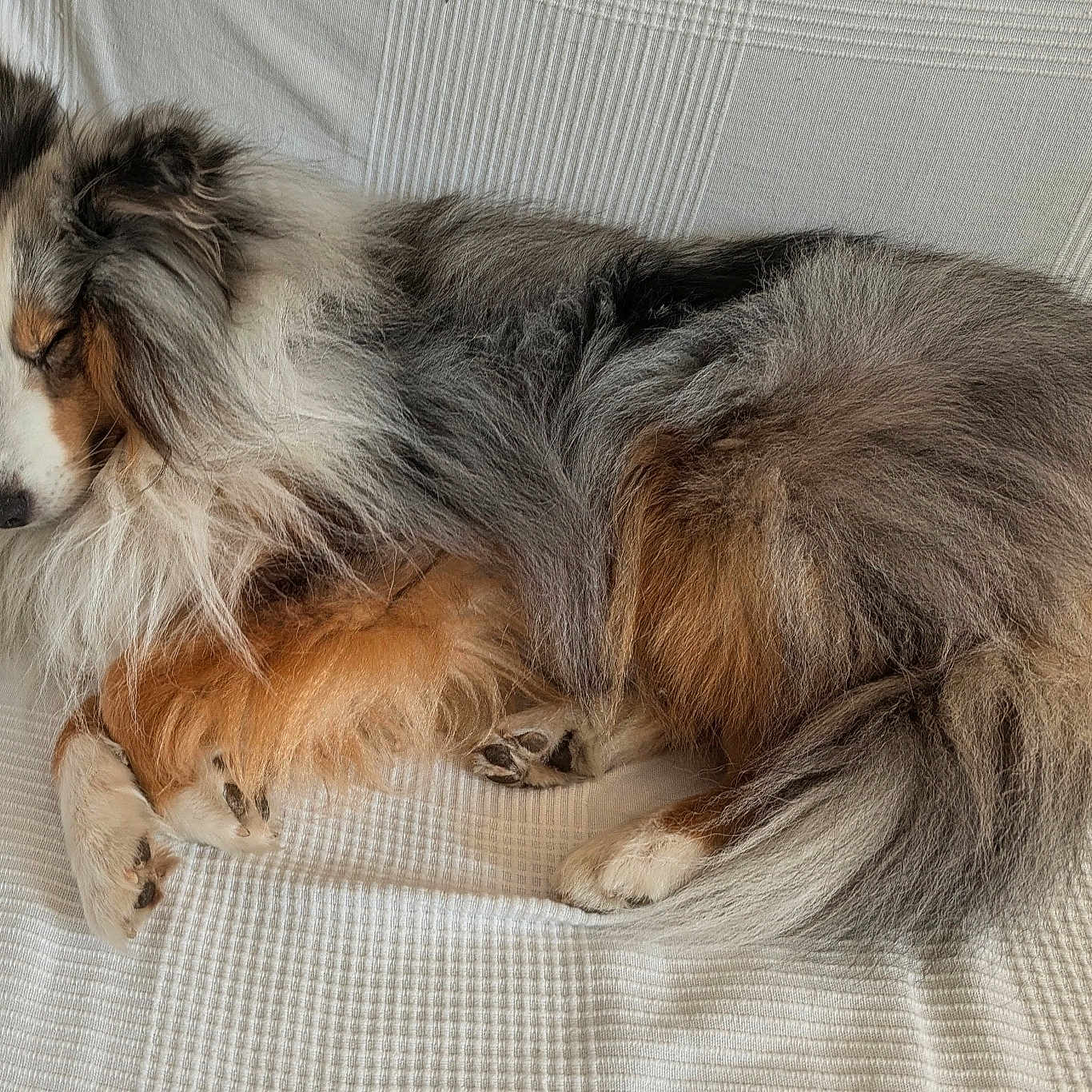 Flocon a rejoint le concours — aidez-le/la à gagner de superbes lots ! dog, shetland_sheepdog, sleeping, curled_up, fluffy, tricolor, pet, canine, resting, fur, indoor, couch, white, cozy, relaxed, paw, tail, animal, companion, home