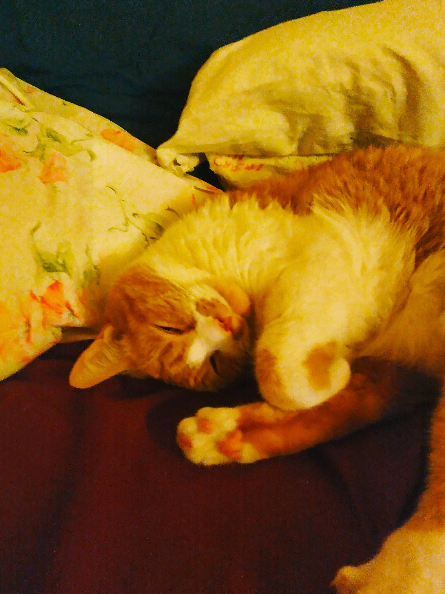 Tiger is registered to the contest to win money with this photo: bed, bed_sheet, bedding, carnivore, cat, comfort, companion_dog, duvet, fawn, felidae, fur, linens, orange, paw, room, small_to_medium_sized_cats, tail, textile, whiskers, wood