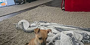 Freya is registered to the contest to win money with this photo: dog, puppy, carpet, blanket, armchair, red_furniture, indoor, floor, knitted_blanket, small_dog, home, living_room, furniture, blur, pet, curious, cozy, tan_dog, blanket_fringe, floor_rug