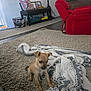 dog, puppy, carpet, blanket, armchair, red_furniture, indoor, floor, knitted_blanket, small_dog, home, living_room, furniture, blur, pet, curious, cozy, tan_dog, blanket_fringe, floor_rug