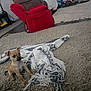 Freya is registered to the contest to win money with this photo: puppy, dog, carpet, blanket, indoor, furniture, red_chair, small_dog, tan_dog, curious, cozy, home, living_room, pet, animal, cute, young_dog, soft_texture, blanket_fringe, floor