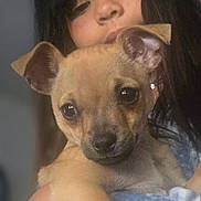 Freya is registered to the contest to win money with this photo: puppy, dog, close_up, portrait, cute, animal, pet, young, ears, fur, face, person, holding, expression, indoor, soft_light, caring, companion, bond, warmth