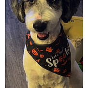 Jake joined the competition — help win amazing prizes! dog, pet, indoor, bandana, halloween, festive, black, orange, floor, groomed, cute, animal, canine, sitting, fur, eyes, mouth, ears, nose, portrait