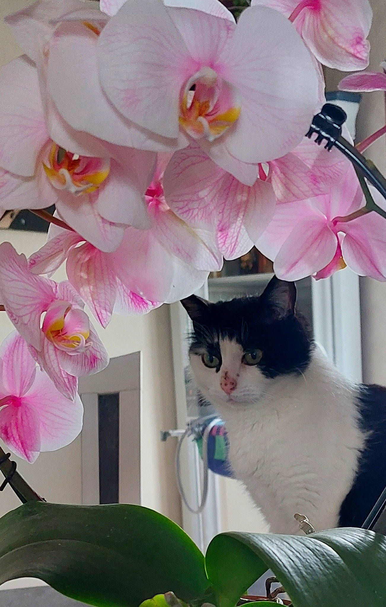 Nenette a rejoint le concours — aidez-le/la à gagner de superbes lots ! artificial_flower, botany, carnivore, cat, creative_arts, felidae, flower, flower_arranging, flowering_plant, flowerpot, houseplant, magenta, petal, pink, plant, small_to_medium_sized_cats, spring, terrestrial_plant, whiskers, white