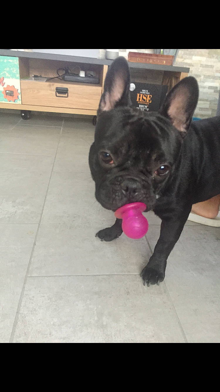 Omer a rejoint le concours — aidez-le/la à gagner de superbes lots ! bulldog, canidae, carnivore, companion_dog, dog, dog_breed, ear, fawn, french_bulldog, mammal, molosser, non_sporting_group, puppy, rare_breed_dog, snout, sporting_group, toy_bulldog, vertebrate