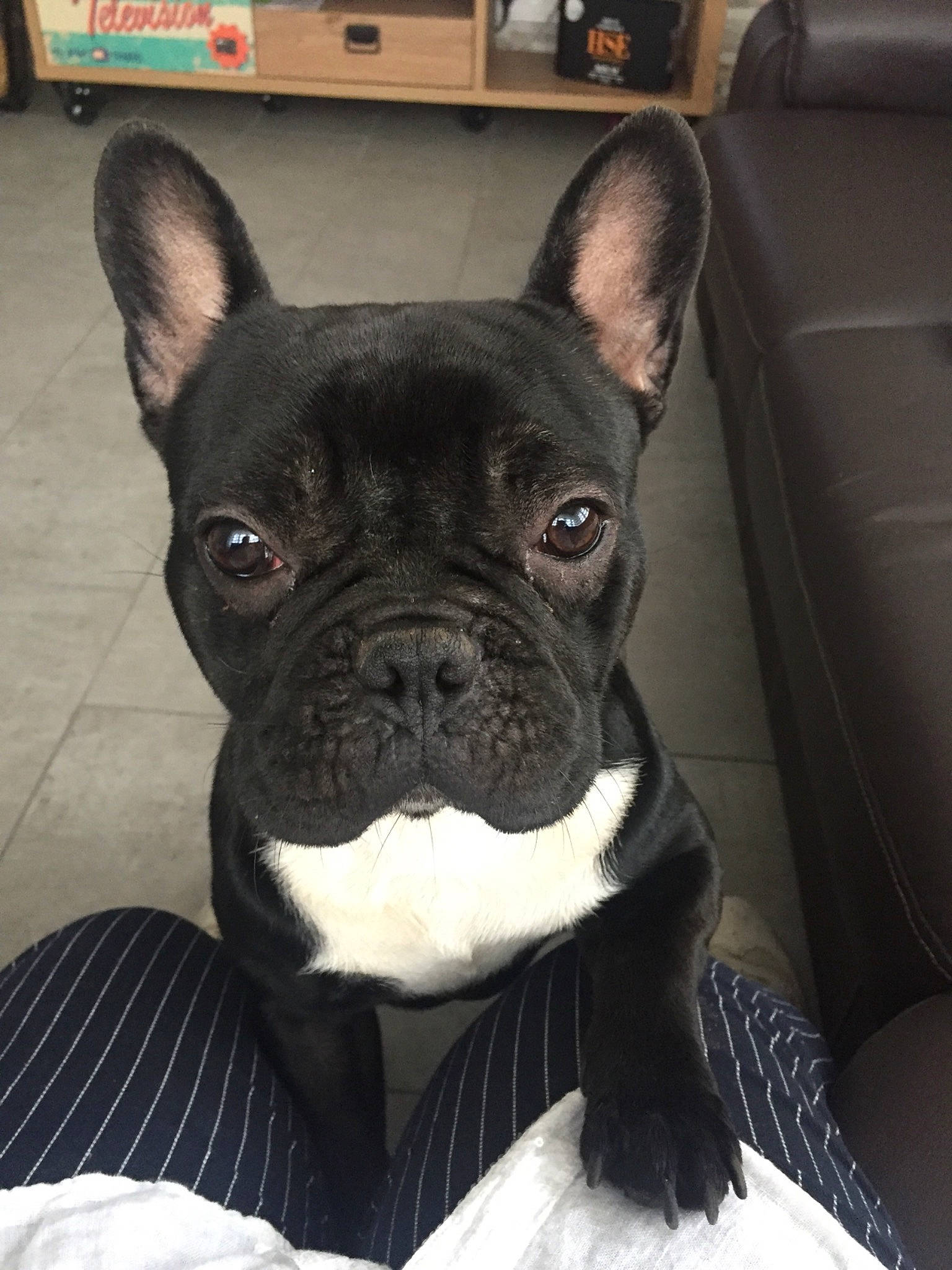 Omer participe au concours pour gagner de l'argent avec cette photo : boston_terrier, bulldog, canidae, carnivore, companion_dog, dog, dog_breed, fawn, french_bulldog, mammal, molosser, non_sporting_group, puppy, rare_breed_dog, skin, snout, sporting_group, toy_bulldog, vertebrate, whiskers