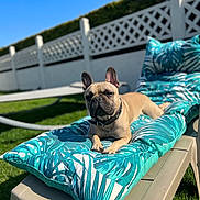 Rikou Ledru participe au concours pour gagner de l'argent avec cette photo : animal, canine, dog, dogbed, furniture, pet