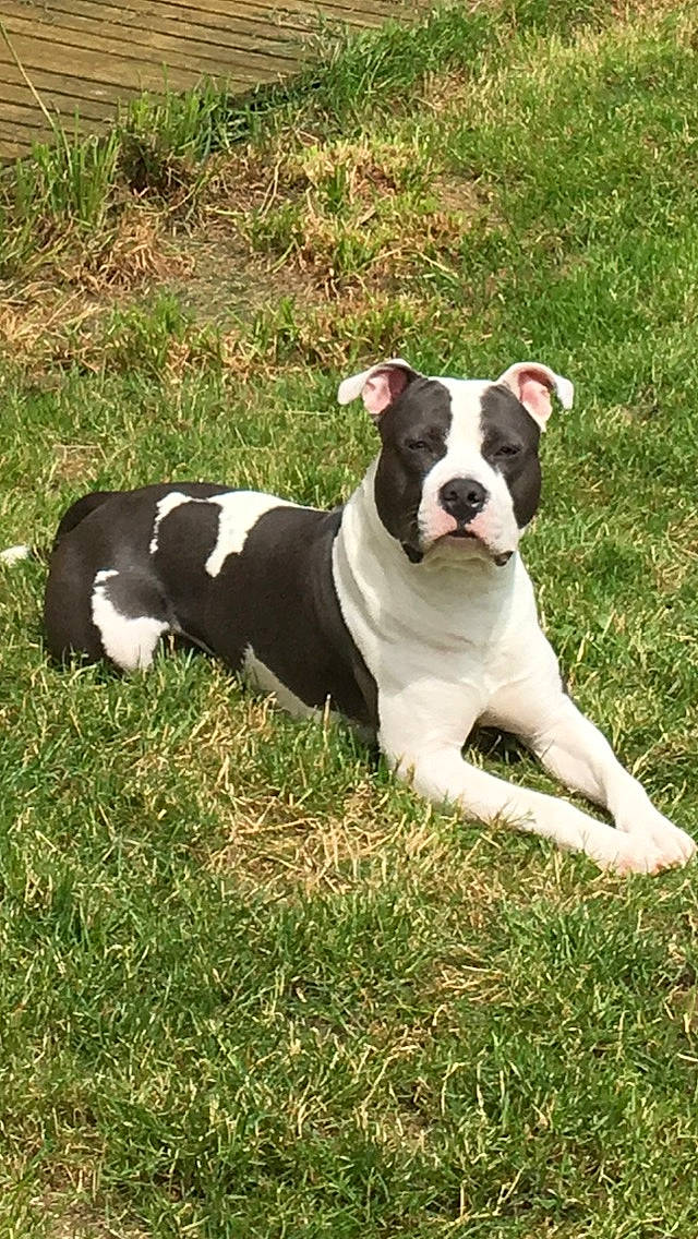 Dadou participe au concours pour gagner de l'argent avec cette photo : boston_terrier, canidae, carnivore, collar, companion_dog, dog, dog_breed, dog_collar, fawn, french_bulldog, grass, groundcover, molosser, non_sporting_group, plant, puppy, sporting_group, tail, working_animal, working_dog