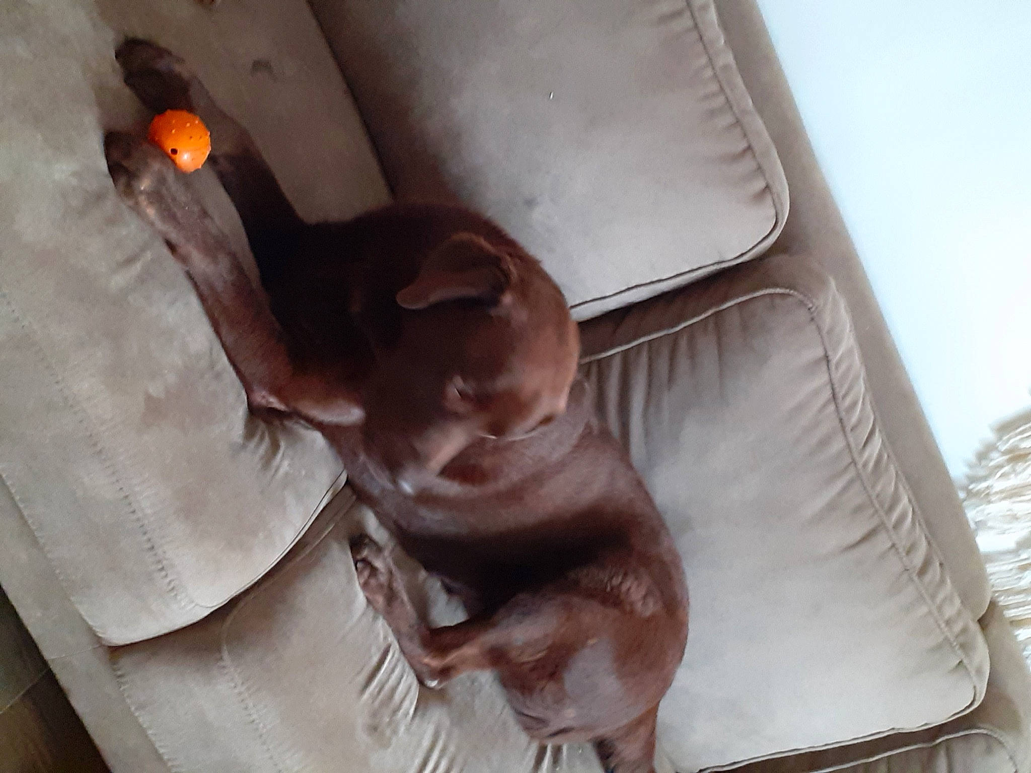 Dio participe au concours pour gagner de l'argent avec cette photo : brown, canidae, car_seat, carnivore, comfort, companion_dog, dog, dog_breed, fawn, gesture, linens, liver, room, small_to_medium_sized_cats, snout, sporting_group, vehicle_door, whiskers, working_animal